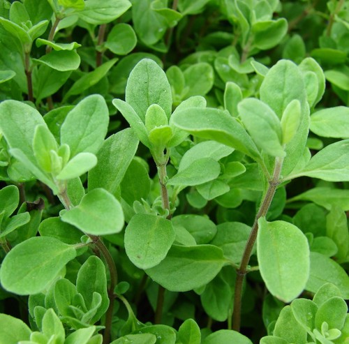 Marjoram seeds 1000 herb - seeds, 1000+